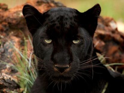 Un leopardo mel&aacute;nico, o pantera negra.