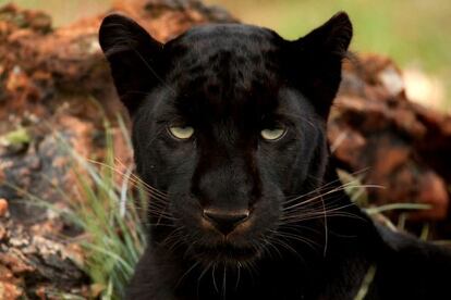 Un leopardo mel&aacute;nico, o pantera negra.