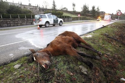 Un equino muerto en la carretera, tras haber sido atropellado por un conductor, que result&oacute; herido grave, el a&ntilde;o pasado en Vigo.