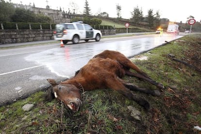 A dead horse by the side of the road near Vigo. The motorist was seriously injured.