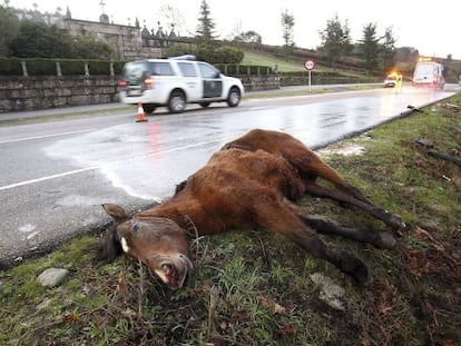 A dead horse by the side of the road near Vigo. The motorist was seriously injured.