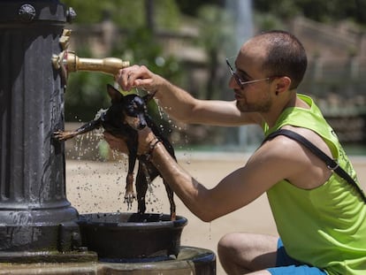 Un hombre refresca a su mascota en una fuente publica en Barcelona.