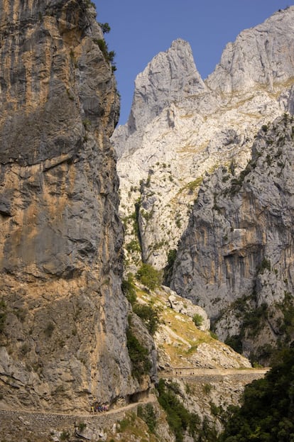 La los Picos de Europa, con puntiagudas cimas que perforan el cielo y un sonoro río que fluye por el fondo de este desfiladero que separa los macizos Occidental y Central de la cordillera. La asturiana Poncebos —a seis kilómetros de Arenas de Cabrales— es un punto de partida (o de llegada) más accesible que Caín, en el extremo sur de la caminata, ya en la provincia de León. Los días tranquilos hay aparcamiento fácil en el pueblo, pero en temporada alta (sobre todo verano) se pueden coger los autobuses diarios que conectan Arenas y Poncebos. La ruta es una sucesión de arroyos, salientes rocosos, túneles, puentes y vertiginosos tramos aéreos, que resulta igual de espectacular si caminamos desde Caín. A lo largo del recorrido se ve, aquí y allá, un canal torrentoso por encima o por debajo del sendero. Esta caminata debe su existencia al canal que encauza parte del caudal del Cares entre la presa de Caín y Camarmeña, desde donde el agua baja 200 metros por unas tuberías para alimentar la central eléctrica de Poncebos. El canal, con 71 túneles excavados a mano, se construyó entre 1915 y 1925, mientras que el sendero se trazó a finales de los años cuarenta para facilitar su mantenimiento. El itinerario, de dificultad moderada, lleva unas seis horas y media (ida y vuelta) para cubrir sus 23 kilómetros de senderos de tierra, grava, piedras y pendientes fáciles.