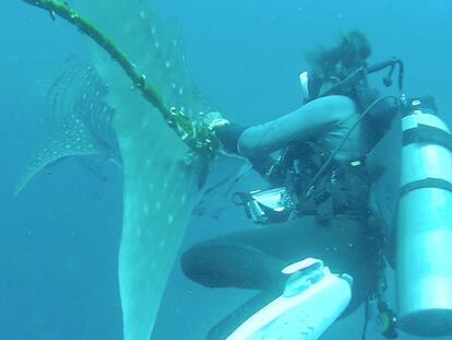 A diver tries to cut a rope from the tail of a whale shark near Koh Tao Island, Thailand June 13, 2020, in this still image obtained from a social media video. Sarakorn Pokaprakarn/via REUTERS THIS IMAGE HAS BEEN SUPPLIED BY A THIRD PARTY. MANDATORY CREDIT.