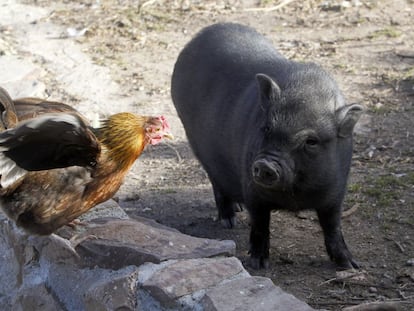 Los cerdos vietnamitas son especies exóticas que la gente compra como animales de compañía. Cuando crecen suelen ser más molestos, motivo por el cual muchos son abandonados.