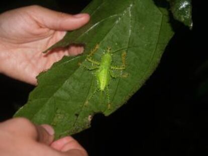 Insectos en Yasuní.