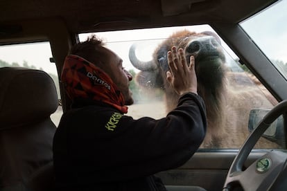 El cuidador Victor Magalhães interactúa con un bisonte.
