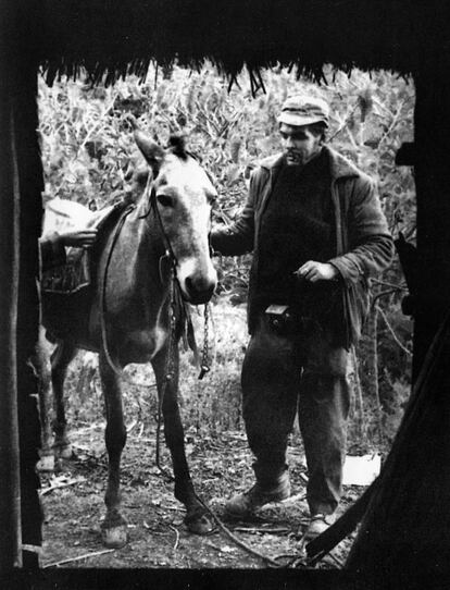 Ernesto Che Guevara fotografiado el día de Año Nuevo de 1957 junto a su mulo en el bohío donde le esperaba Fidel Castro, en Sierra Maestra, para la cena de fin de año.