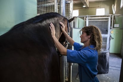 La veterinaria Luna Gutiérrez, especialista en fisioterapia y rehabilitación equina, aplica una sesión a 'Arvejón' en el box del hospital clínico de la Complutense. Según la ley, los veterinarios son los únicos capacitados para tratarlos, pero los rehabilitadores recuerdan que la fisioterapia es su disciplina.