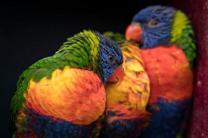 Loros en el Thoiry Zoo and Park (Francia).