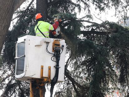 Tala de árboles en los jardines de Jimena Quirós en Madrid, por las obras de ampliación de la línea 11 de metro, el pasado 22 de enero.