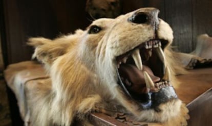 La cabeza y la piel de un león cazado en un safari por África en 2008.