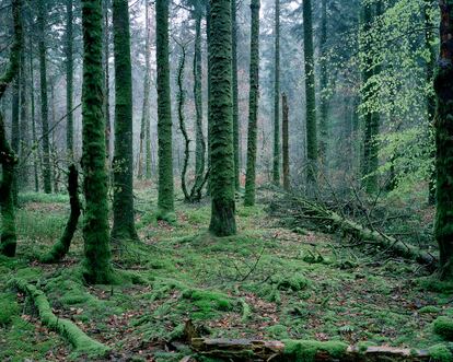  Interior del bosque de Duault, también en la Bretaña francesa. 