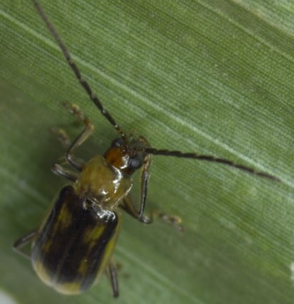 Ejemplar de escarabajo 'diabrotica virgifera', descubierto en maizales de Lleida.