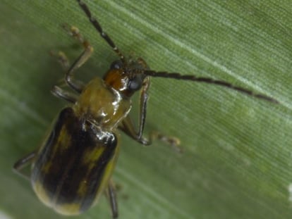 Ejemplar de escarabajo 'diabrotica virgifera', descubierto en maizales de Lleida.