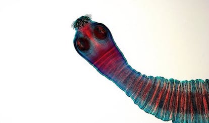 La tenia existe desde hace 600 millones de años.