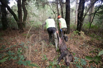 Dos cazadores arrastraban el cadáver de un jabalí, el 29 de septiembre en Portomarín (Lugo).