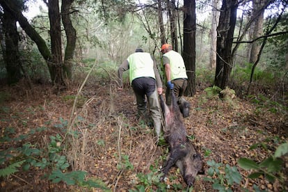 Dos cazadores arrastraban el cadver de un jabal, el 29 de septiembre en Portomarn (Lugo).