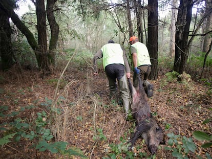 Dos cazadores arrastraban el cadáver de un jabalí, el 29 de septiembre en Portomarín (Lugo).