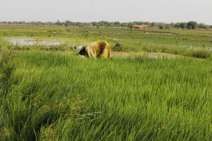 Los campos de arroz son el lugar de trabajo de los vecinos de Ndiawara. Para ellos, la recolecta, así agachados, es la rutina de cada día.