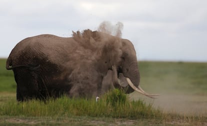 An elephant soils its body as it walks in the Amboseli National Park, southeast of Kenya's capital Nairobi, April 25, 2016. REUTERS/Thomas Mukoya