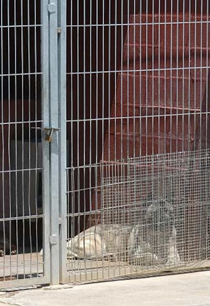 El perro que mató a la niña, ayer en la perrera de Vilanova i la Geltrú.