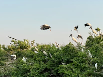 Catazajá, Chiapas, lugar ideal para el avistamiento de aves y hábitat del peculiar manatí.