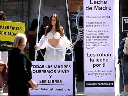 Representación por las madres animales