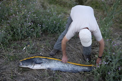 Medición de un siluro capturado este martes en Iznájar. Los pescadores toman datos de los ejemplares, que luego envían a los responsables del proyecto Stop Siluro. 