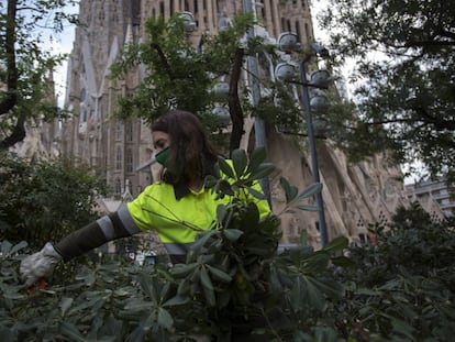 Una operaria de parques y jardines recortando vegetación junto a la Sagrada Familia