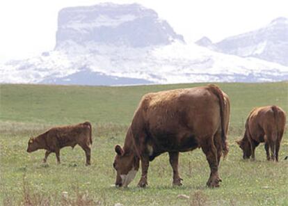 Ganado pastando en la localidad canadiense de Cardston, en Alberta.