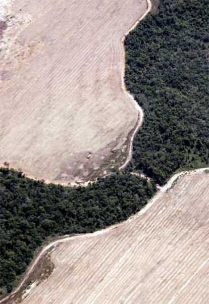 La deforestación en la Amazonia brasileña avanza de forma alarmante. Las últimas cifras dadas a conocer por el Gobierno de Brasil señalan que el nivel de destrucción del gran pulmón verde del planeta registrado en 2004 es un 6% mayor que el de 2003.