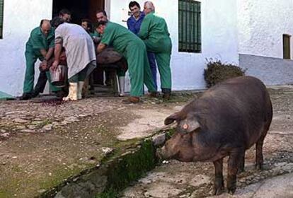 Un momento de la matanza en la Sierra de Huelva.