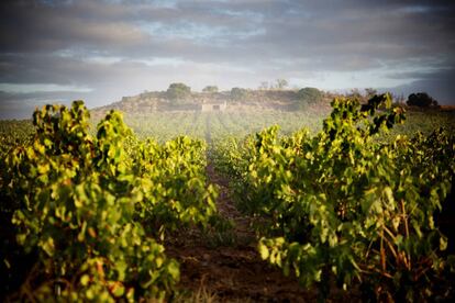 Viñedos en Requena que proporcionan la uva a la bodega.