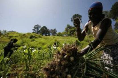 Agricultores en las montañas de Kenskoff, ubicadas al este de la capital haitiana, Puerto Príncipe. EFE/Archivo