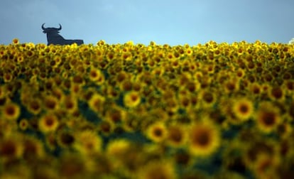 Toro de Osborne en los campos de girasoles de Andalucía.