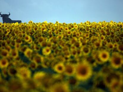 An Osborne bull advertising board in a sunflower field in Andalusia.