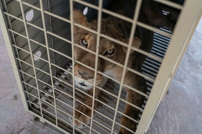 Los administradores del santuario Ostok declaran que el traslado de los animales durará aproximadamente 45 días y que el nuevo hogar será el bioparque El Encanto, en Mazatlán. 