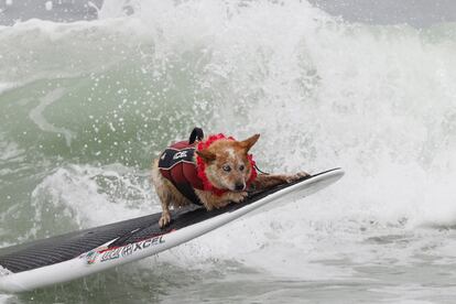 Skyler, uno de los competidores del evento, surfea una ola en solitario.
