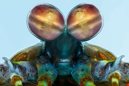 El ojo de la mantis marina (Odontodactylus scyllarus) es simplemente extraordinario. Cada uno est compuesto a su vez de 10.000 omatidios. La banda que lo atraviesa constituye un excelente analizador del color. Los dos ojos se combinan para formar una visin telescpica y trinocular, y localizan a la presa teniendo en cuenta la profundidad de campo y la distancia. Las mantis perciben el ultravioleta e incluso la luz polarizada gracias a 16 tipos de clulas fotosensibles. Muy agresivos pese a su peque?o tama?o, atacan a sus presas con muchsima rapidez.