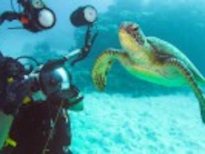 Paco Nadal bucea entre tiburones, peces payaso y tortugas marinas en esta joya natural australiana