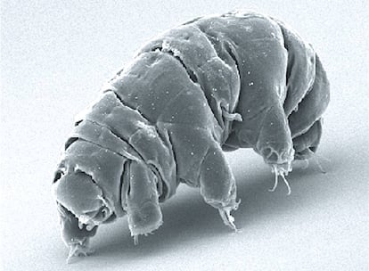 Imagen al microscopio electrónico de un oso de agua de la especie 'Milnesium tardigradum'