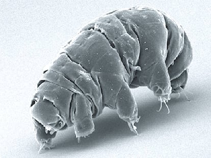 Imagen al microscopio electrónico de un oso de agua de la especie 'Milnesium tardigradum'