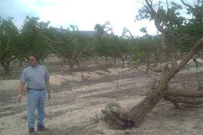 Antonio Fernández, agricultor de Yéchar (Murcia), comprueba los efectos de la sequía.