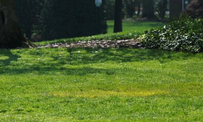 Una mancha amarilla marca el lugar donde fue plantado el árbol.