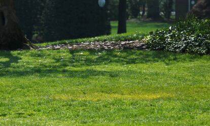 Una mancha amarilla marca el lugar donde fue plantado el árbol.