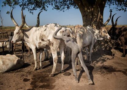 Un niño mundari estimula a una de sus vacas para aumentar la producción de leche, Sudán del Sur.