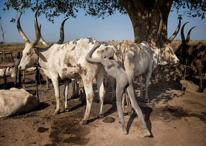 Un niño mundari estimula a una de sus vacas para aumentar la producción de leche, Sudán del Sur.