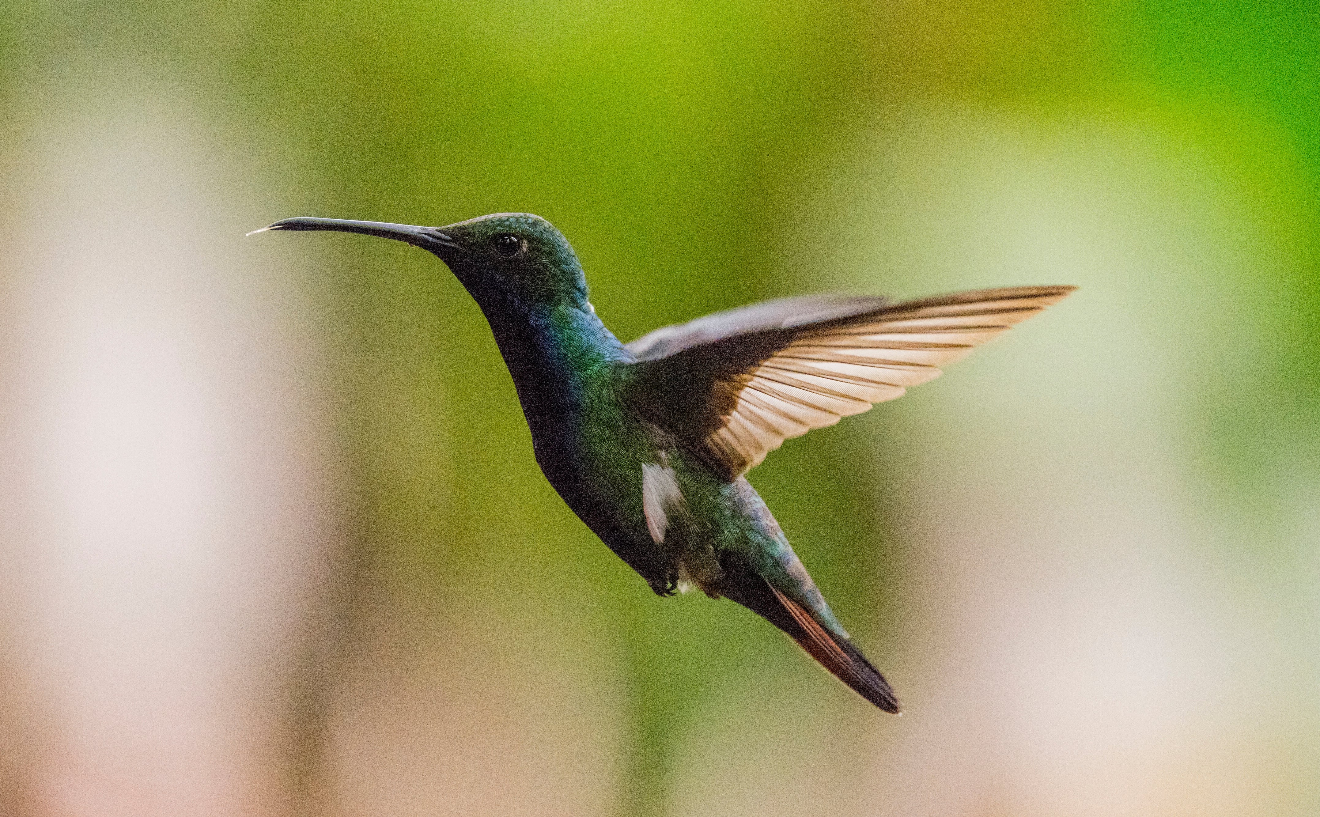 "El sorprendente mundo de los colibríes: ¿Cómo sobreviven en condiciones extremas?"