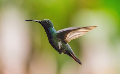 Un colibrí en su vuelo mágico. Está presente en varios países de América del Sur.